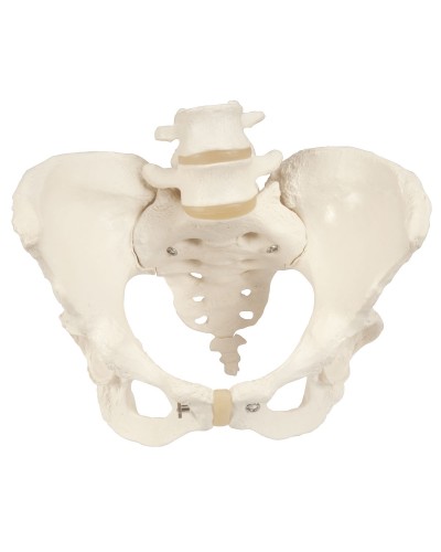 Pelvic Skeleton, female